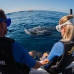 whale-shark-17