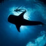 whale-shark-2