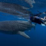 WHALE SHARK EXPEDITION