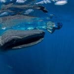 whale-shark-8